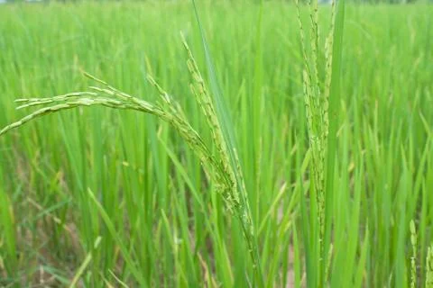 Rice field Stock Photos