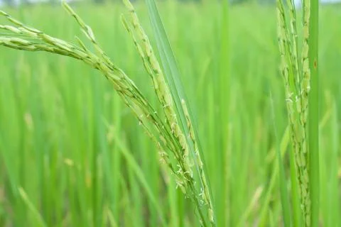 Rice field Stock Photos