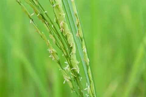 Rice field Stock Photos