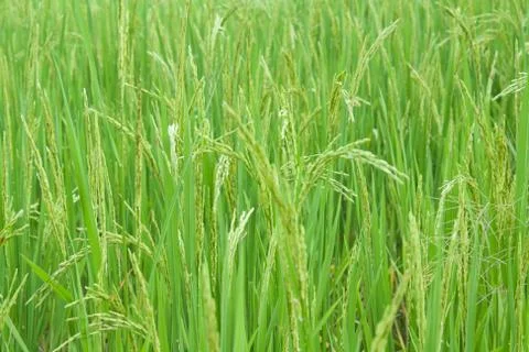 Rice field Stock Photos