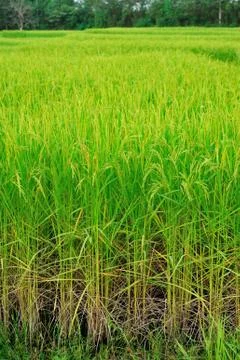 Rice field Stock Photos