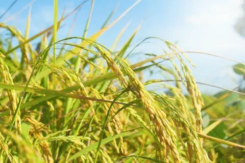 Rice field Stock Photos