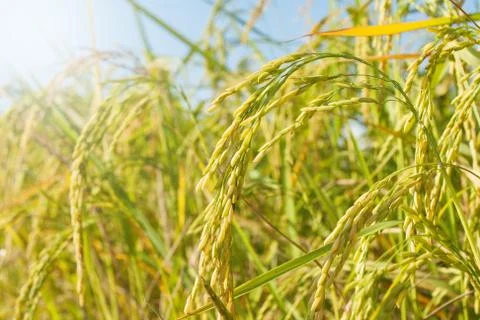 Rice field Foto stock