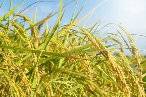 Rice field Stock Photos