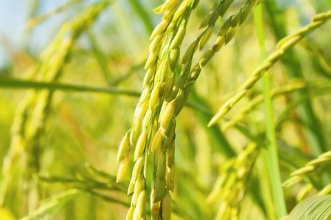 Rice field Stock Photos