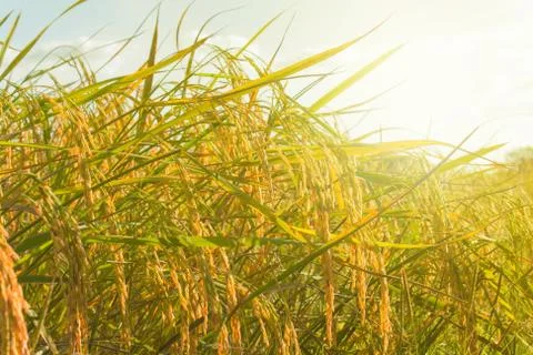 Rice field Stock Photos