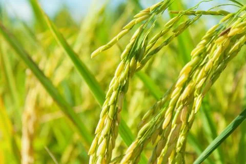 Rice field Stock Photos