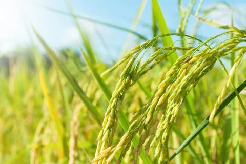 Rice field Stock Photos