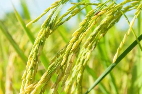 Rice field Stock Photos