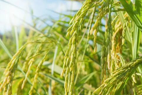 Rice field Stock Photos