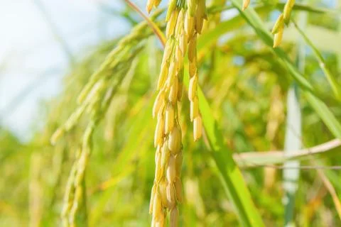 Rice field Stock Photos