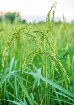 Rice field Stock Photos