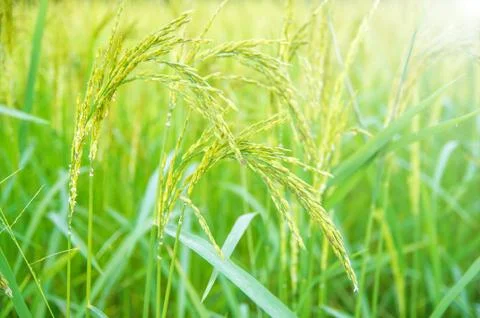 Rice field Stock Photos