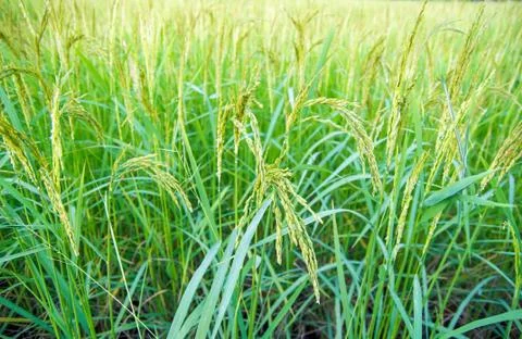 Rice field Stock Photos