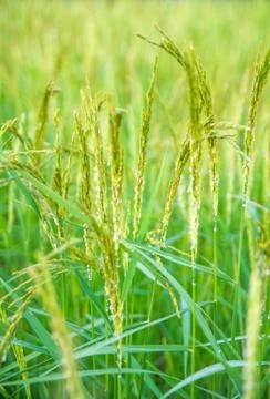 Rice field Stock Photos