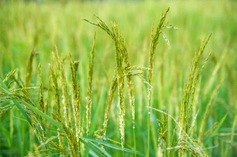 Rice field Stock Photos