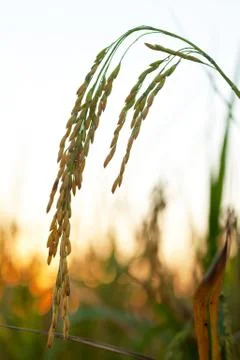 Rice field Foto stock