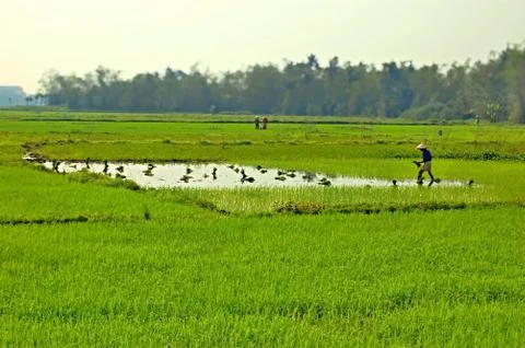 Rice field Stock Photos