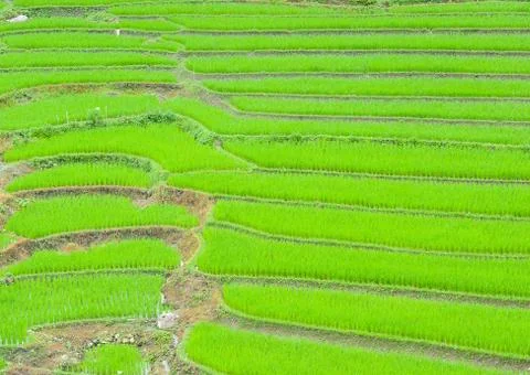Rice field Stock Photos