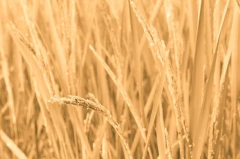 Rice field Stock Photos
