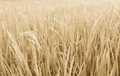Rice field Stock Photos