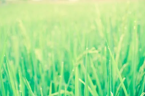 Rice field Stock Photos