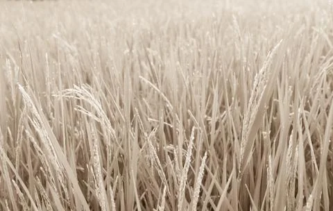 Rice field Stock Photos