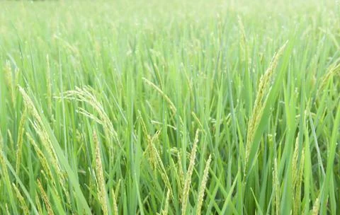 Rice field Stock Photos