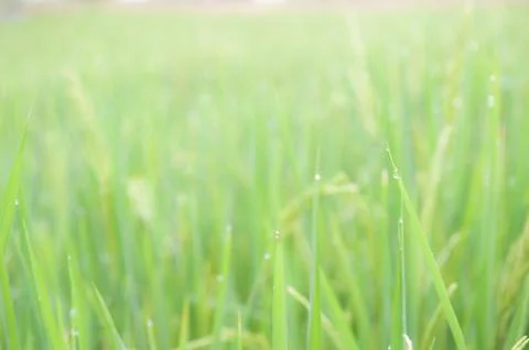 Rice field Stock Photos