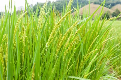 Rice field Stock Photos