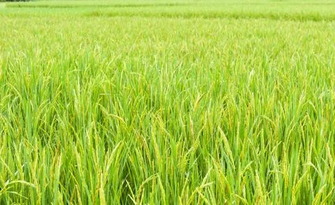Rice field Stock Photos