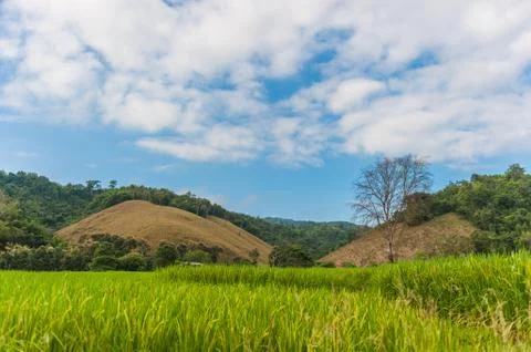 Rice field Stock Photos