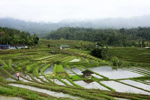 Rice field Stock Photos