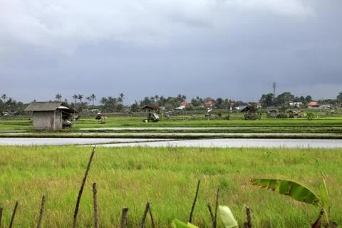 Rice field Stock Photos