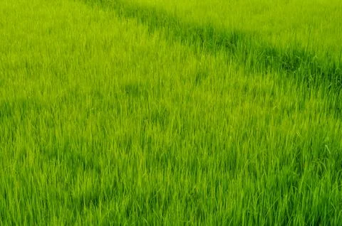 Rice field Stock Photos