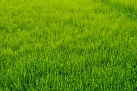 Rice field Foto stock