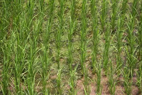 Rice field Stock Photos