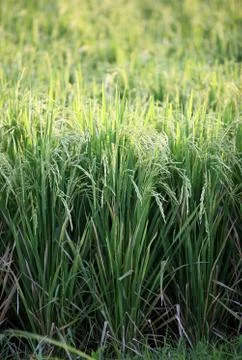 Rice field Stock Photos