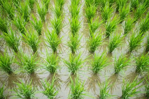 Rice field Stock Photos