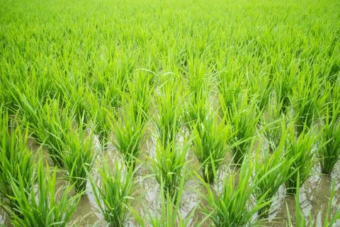 Rice field Stock Photos