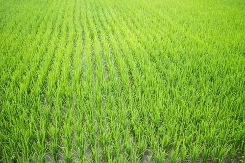 Rice field Stock Photos