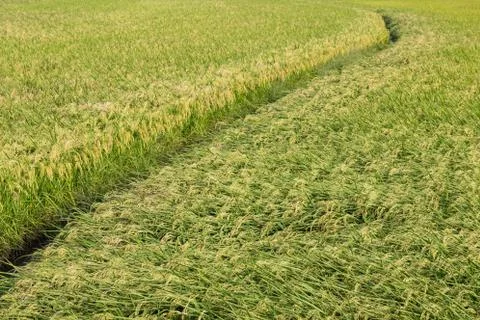 Rice field Stock Photos