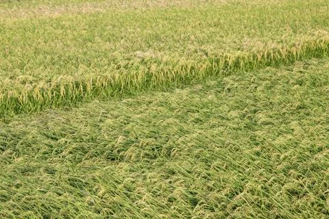 Rice field Stock Photos