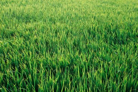 Rice field Stock Photos