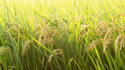 Rice field Stock Photos