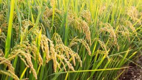 Rice field Stock Photos
