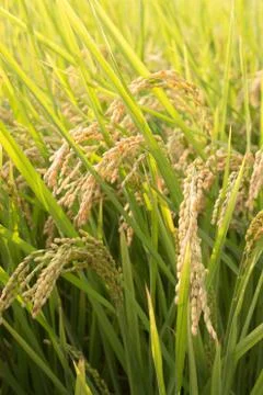 Rice field Stock Photos