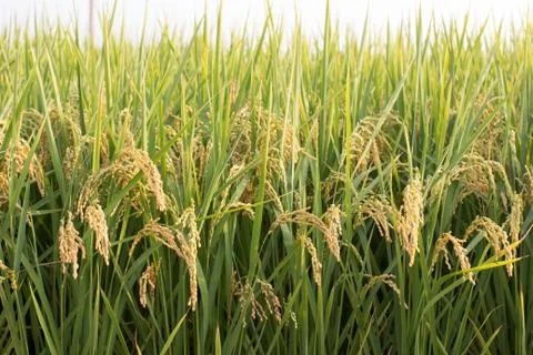 Rice field Stock Photos