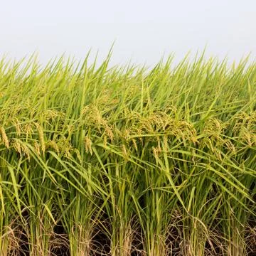 Rice field Stock Photos