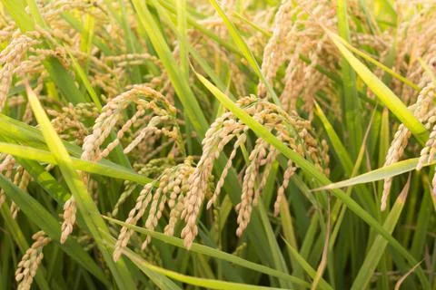 Rice field Stock Photos
